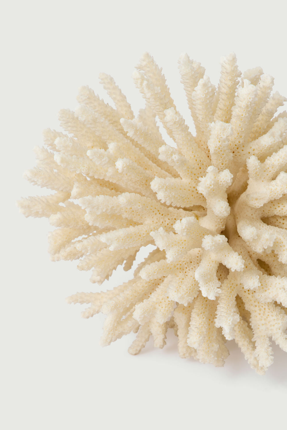 Branche De Corail Blanc